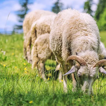 U Dobreho Pastiera Ruzomberok