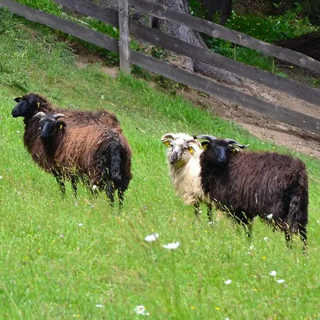 U Dobreho Pastiera Ruzomberok